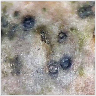 Arthopyrenia cerasi