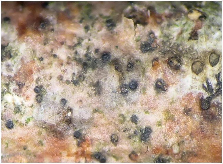Arthopyrenia cerasi