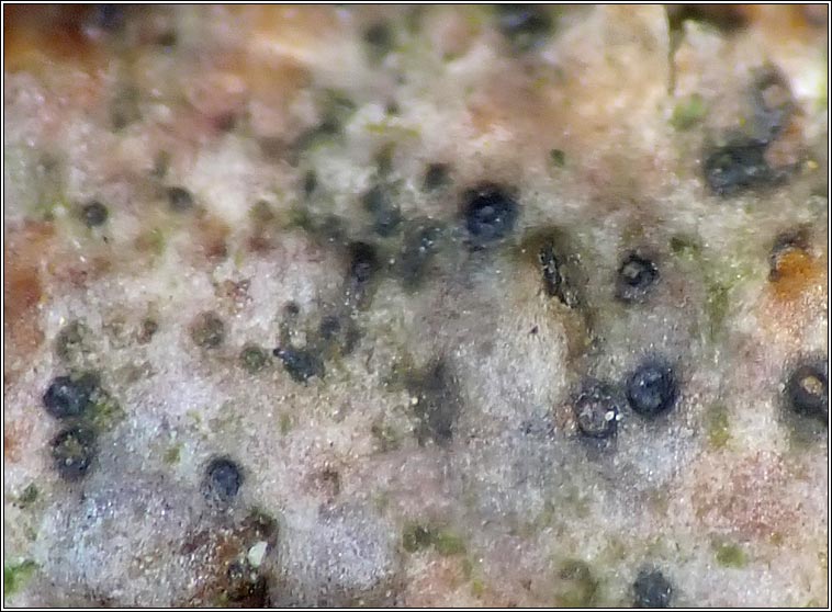 Arthopyrenia cerasi