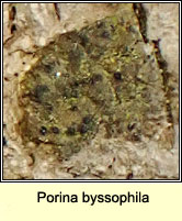 Porina byssophila