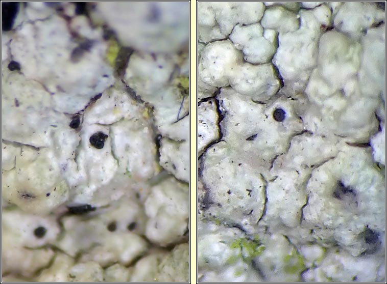 Sclerococcum parasiticum