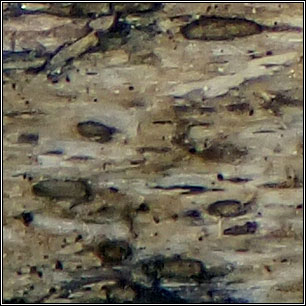 Xylographa