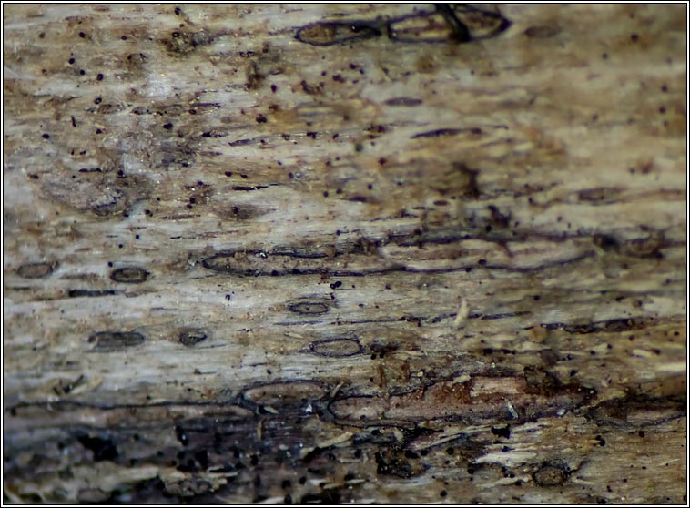 Xylographa