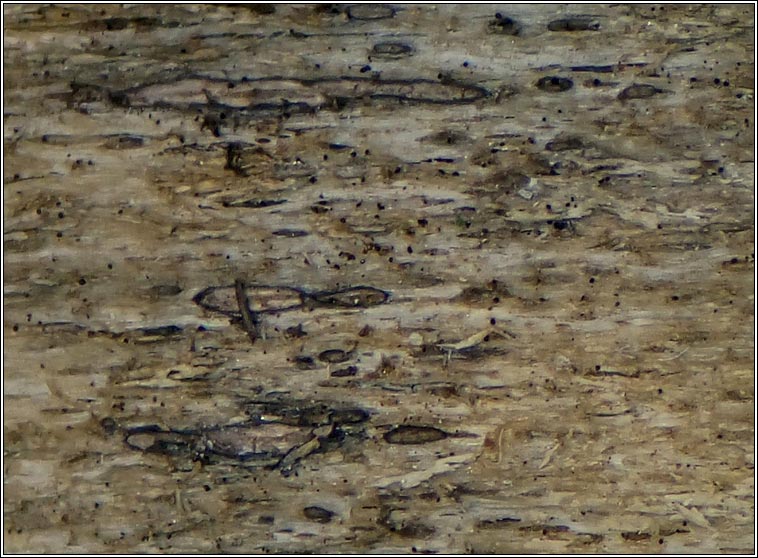 Xylographa