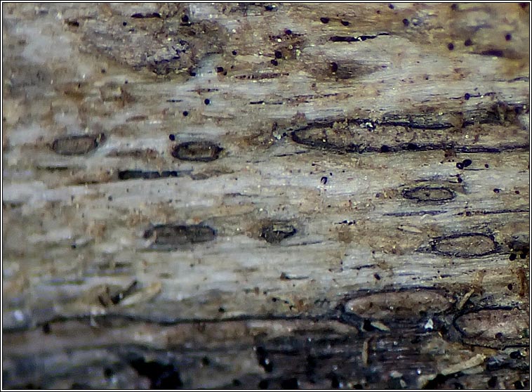Xylographa