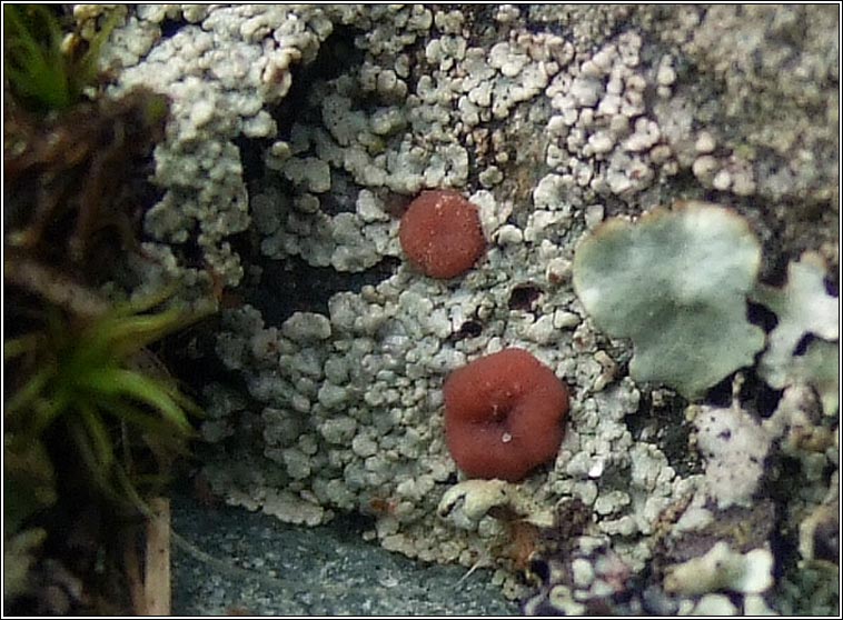 Trapelia involuta