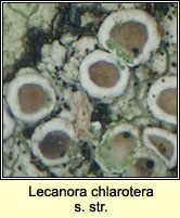 Lecanora chlarotera sens str