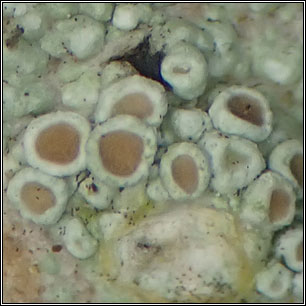 Lecanora chlarotera sens str