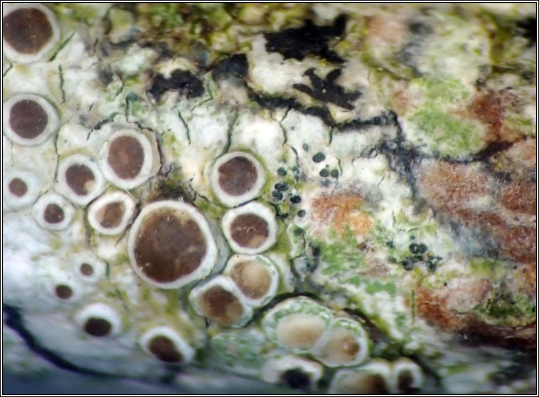 Skyttea lecanorae
