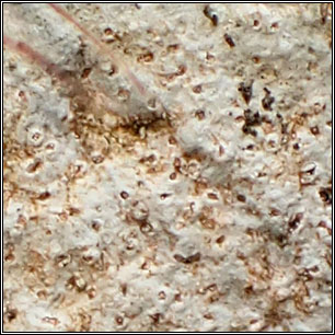 Hymenelia prevostii