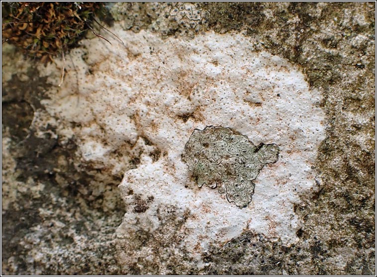 Hymenelia prevostii
