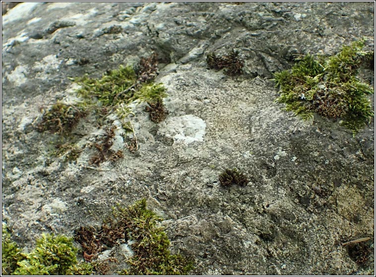 Hymenelia prevostii