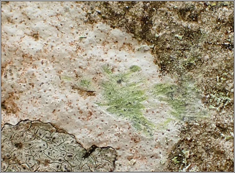 Hymenelia prevostii