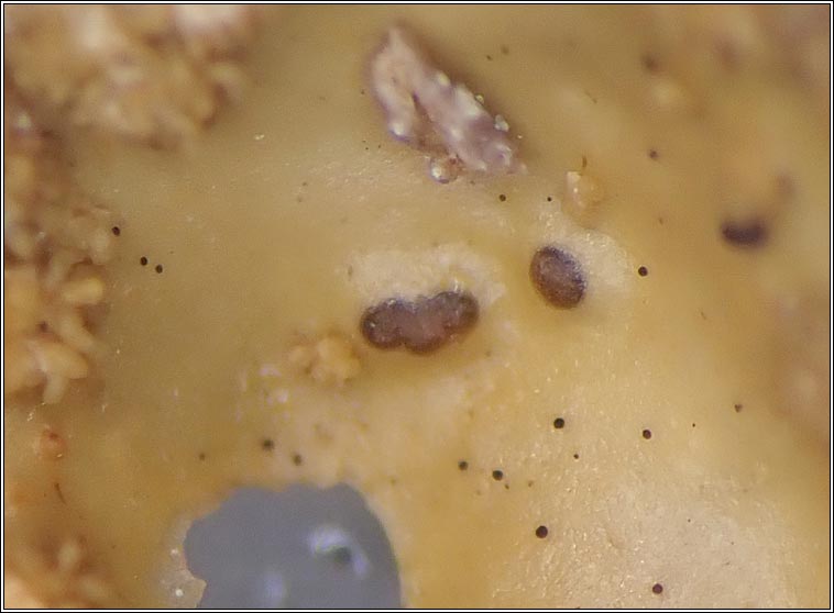 Q on Lobaria pulmonaria