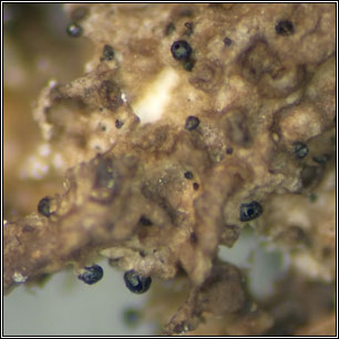 Stigmidium sp