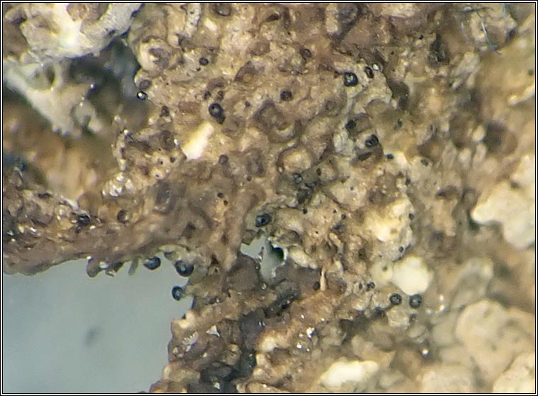 Stigmidium sp