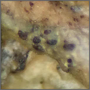 Lichenodiplis sp