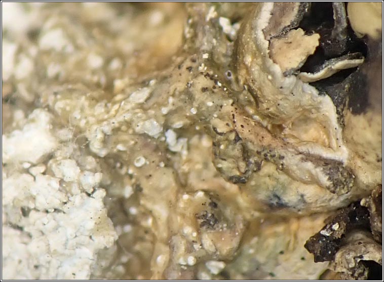 Lichenodiplis sp