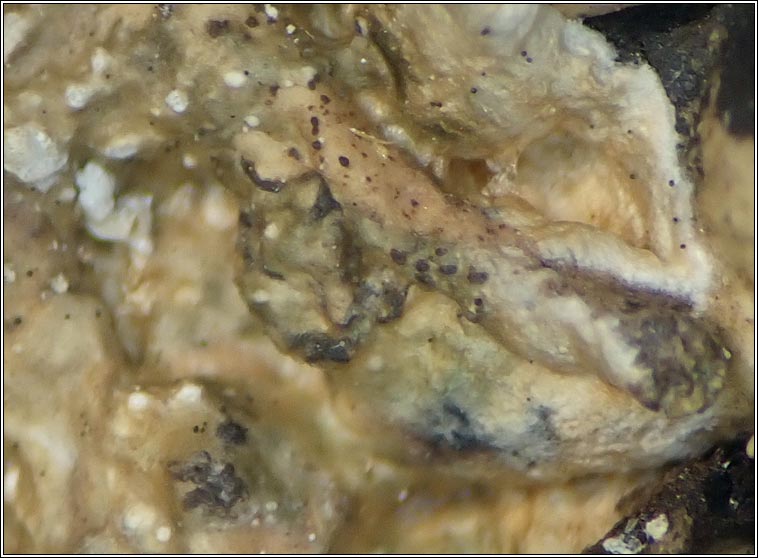 Lichenodiplis sp