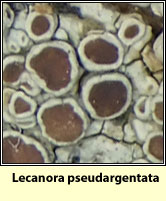 Lecanora pseudargentata
