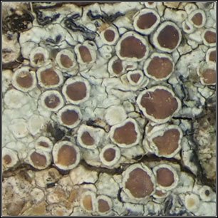Lecanora pseudargentata