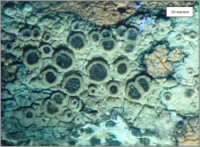 Lecanora pseudargentata, UV reaction