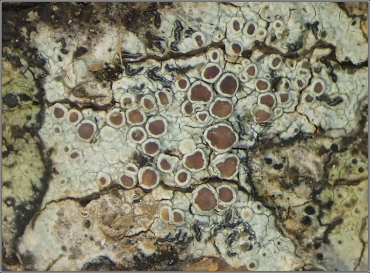 Lecanora pseudargentata