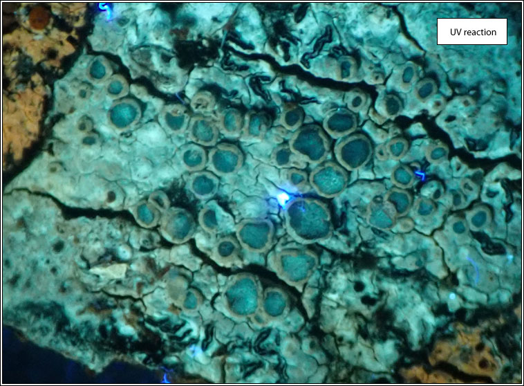 Lecanora pseudargentata, UV reaction