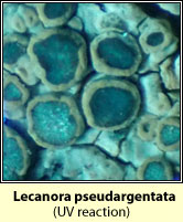 Lecanora pseudargentata
