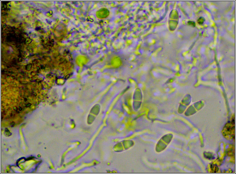 Ramalina calicaris