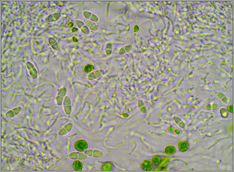 Ramalina calicaris