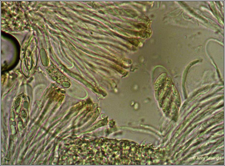 Degelia plumbea