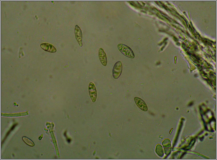 Degelia plumbea