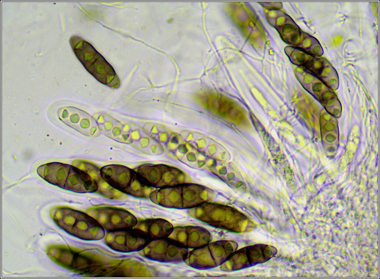 Pyrenula macrospora