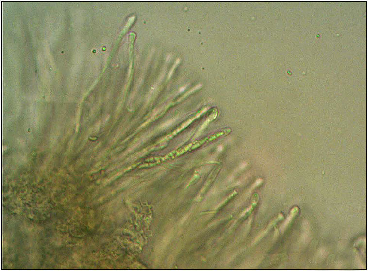 Dimerella lutea