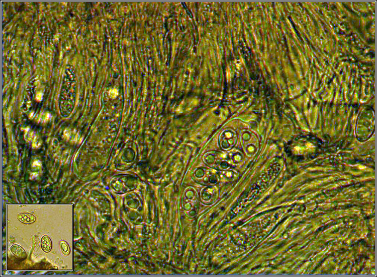 Lecidella asema