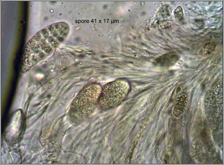 Graphina ruiziana