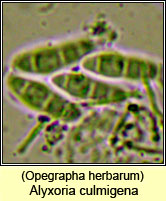 Alyxoria culmigena (Opegrapha herbarum)