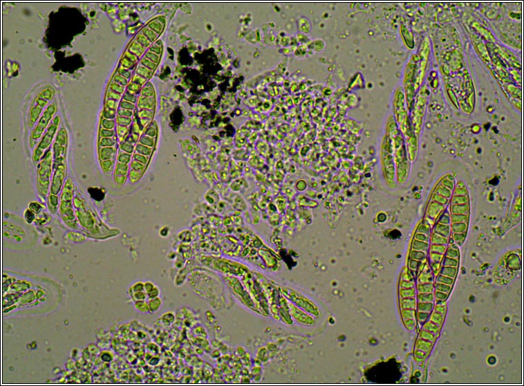 Normandina chlorococca