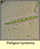 Peltigera hymenina