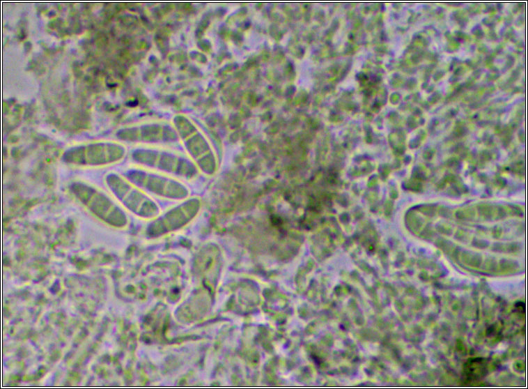 Arthonia varians
