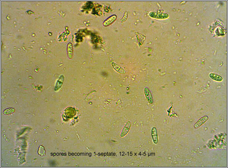 Lecania erysibe