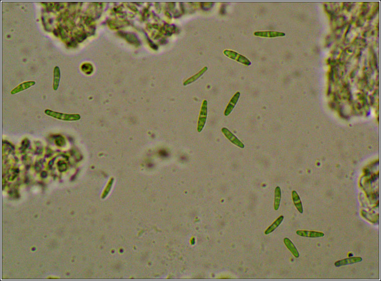 Lecania hutchinsiae
