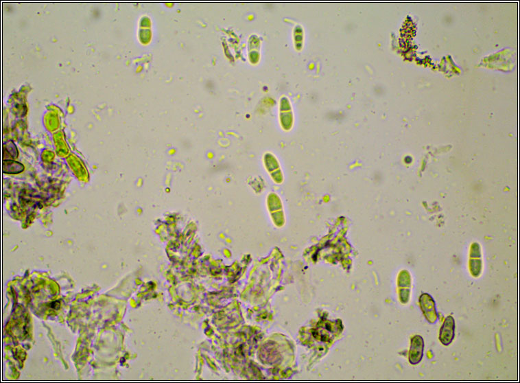 Arthonia didyma