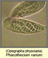 Phacothecium varium (Opegrapha physciaria)