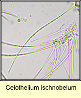 Celothelium ischnobelum