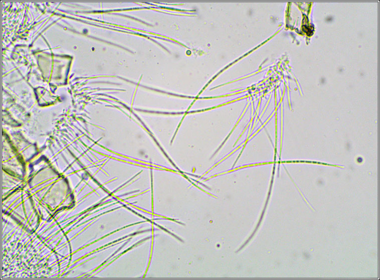 Celothelium ischnobelum