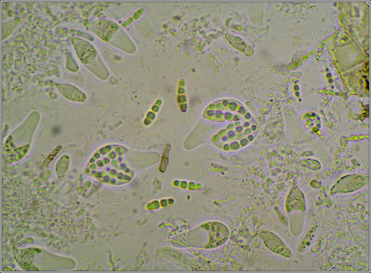 Arthopyrenia cerasi
