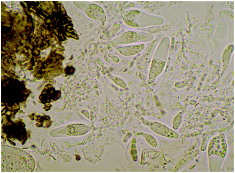 Arthopyrenia cerasi