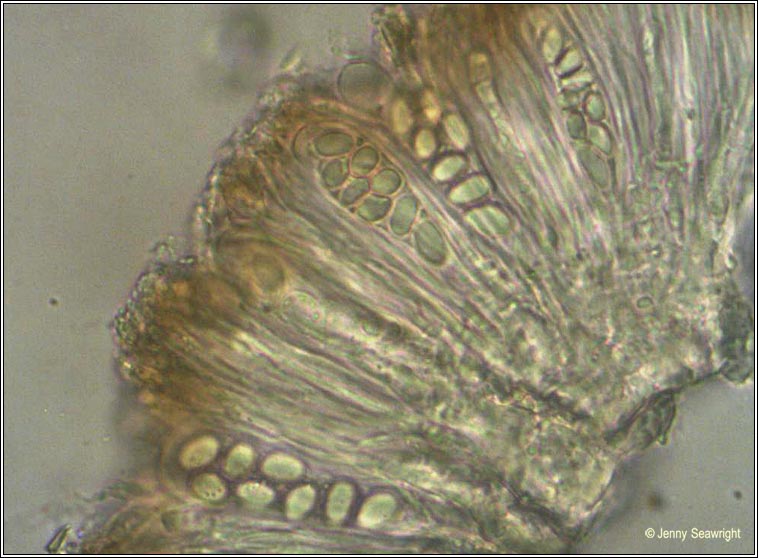 Lecanora chlarotera
